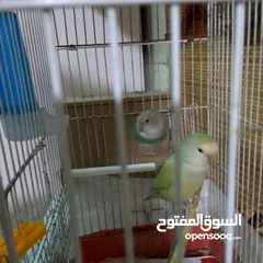  8 ذكور كنار جاهزين عمر سنه ونص وثاني سنه  وروز جاهزين عمر سنه ذكر واثى