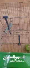  4 جوز حب ازرق واصفر