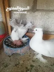  1 مطلوب حمام هزاز