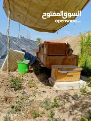  2 نحل بحالة ممتازة للبيع بسعر حرق ....