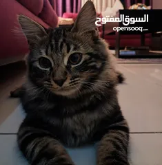  1 قط ذكر للتبني مكس بين شيرازي و بلدي لَعوب و مؤدب