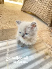  2 قطط (كيتنز) ميكس سكوتش فولد وبرتش لون سلفر بلو  و لون ابيض  للبيع