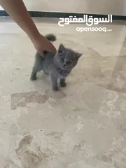  1 قط أنثى صغير