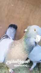  2 حمام  للبيع