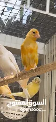  14 طيور طيور مغرده " كناري تغريد ايراني ، مجموعة إناث كناري . زوج بادجي انجليزي ، بادجي هوقو "
