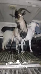  2 تيس البينو اصلي اصلي