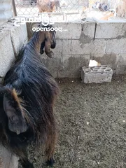  2 عنز للبيع ثالث ولده