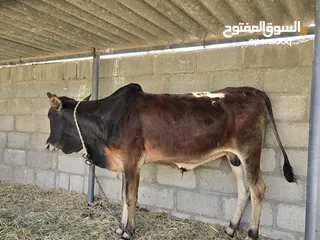  1 لبيع عجل مال لحم ماشاءالله سمين فول