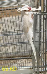  3 For Sale Different Kinds Of Beautiful Birds