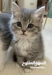  7 اسكوتش فولد Scottish fold