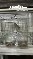  5 طيور للبيع