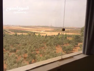  13 للبيع: مزرعة زيتون استثنائية مع منزل واسع مكوّن من 4 طوابق