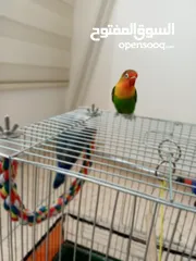  3 جوز روز مع قفص للبيع