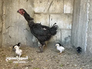  1 دجاج باكستاني الماني للبيع كوم  او كل دجاجه مع فراخها +فراخ عمر من 45 ل60 يوم