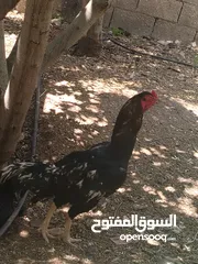  4 ثلاث ديوك - 2 باكستاني وواحد ألماني