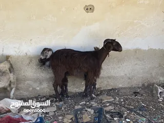  1 عنزة سن نظيف