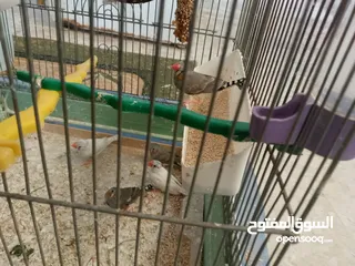  5 طيور فنقز للبيع