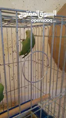  2 جوز ببغاء الدره السعر 70
