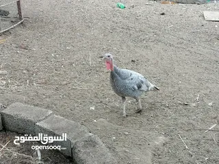  3 لبيع ذكر وانثئ رومي