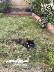  3 قطة شيرازي