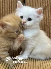  19 5 قطط هملايا للبيع – نابلس