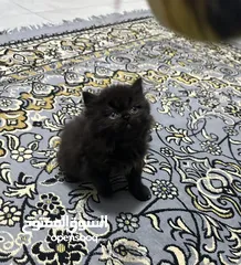  5 قطط كيتين (kitten ) همالايا   من ام هيمالايا واب بيكي فيس