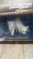  1 كلاب جيرمن سبيتز للبيع بسعر نار