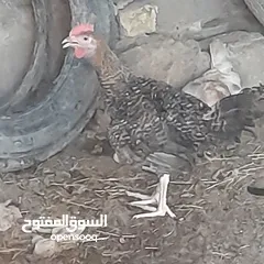  5 دجاج للبيع سعر الزوج 15 عرب مال بيت