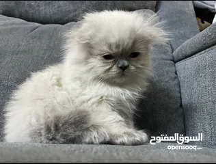  7 سكوتش فولد و مكس سكوتش فولد x هملايا