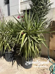  5 نباتات يوغا للبيع