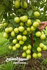  14 مشاتل الرويال لزراعه ومتابعه الاشجار