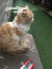  1 محمد الموقع جنين فلسطين