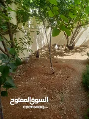  1 دجاج بلدي للبيع  6 دجاجات وديك