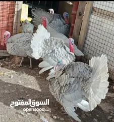  2 4 صيصان حبش المنيوم العمر 4 ايام