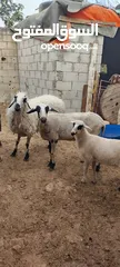  3 عنم قبرصي الاصلي