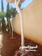  19 كافة الخدمات والأعمال الزراعية بأحدث الطرق العلمية