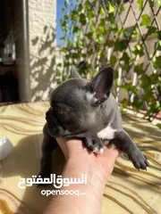  2 فرنش بولدوج