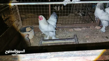  15 ديوك براهما بيور