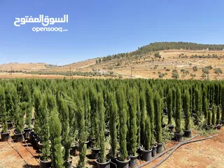  2 سرو توتم إيطالي الأصلي