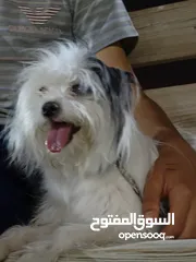  1 السلام عليكم كلب للبيع كلب فرنسي انثا العمر 9 اشهر والسعر بي مجال