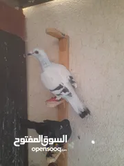  3 تشكيله حلوه طيوىر مقنوة الله يبارك لصاحب النصيب