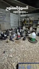  10 خم حمام بلدي ومعو انواع +صيصان بلدي عمر 33 يوم  للبيع بسعر الحرق الله يبارك لصاحب النصيب