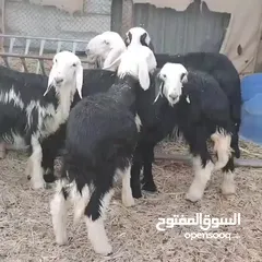  2 كباشه نجديات عمر 6شهور