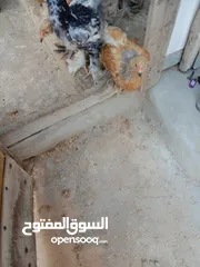  1 دجاج براهمي