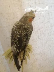  5 كوكتيل أليف