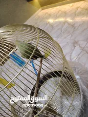  6 ببغاء دره العمر سنه