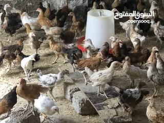 8 دجاج عماني( الدار )  جاهز للذبح البيع بالجملة والمفرق