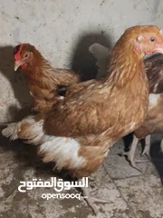  2 جاج لوهمان بياض للبيع