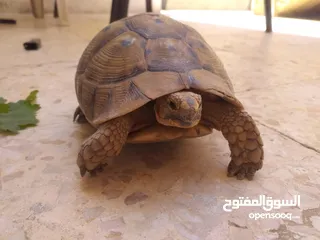  4 حيوانات اليفه وجميله سبحان الله