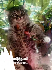  12 همالايا مكس شانشيلا